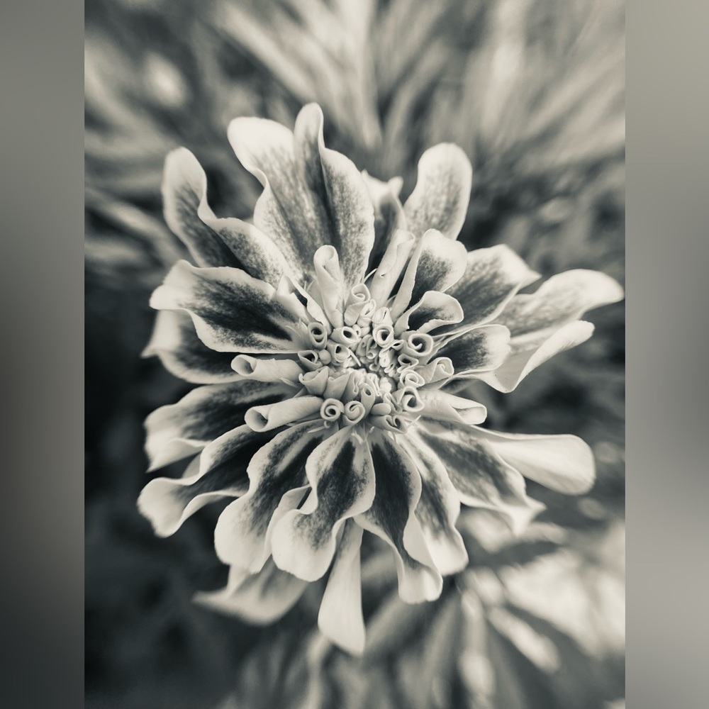 Black and white macro photo picture